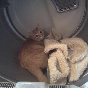 Meet your Posher, Allyson